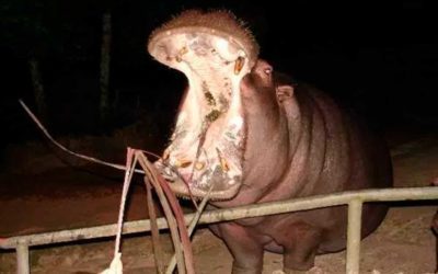 Zoológico de Brasília promove caminhada noturna com acessibilidade