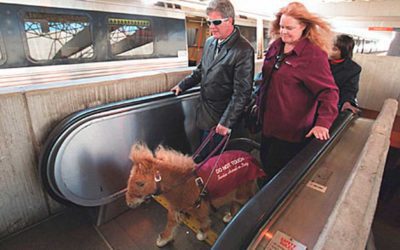 Miniature horse works as Seeing Eye Guide to assist their blind handlers