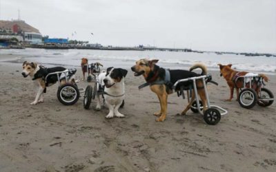 Cães paraplégicos ganham cadeira de rodas em abrigo no Peru