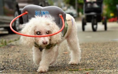 Halo protege cães cegos para caminhar