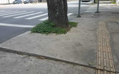 Raízes de árvores quebram calçadas. Escolhas inadequadas prejudicam a acessibilidade.