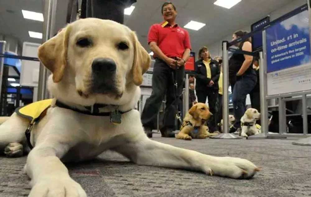 Companhia aérea Lan Chile obriga cego a colocar focinheira em seu cão-guia