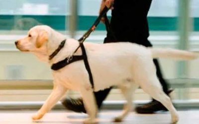 Discriminação: impedimento de uso do transporte aéreo por pessoa com deficiência visual usuária de cão-guia