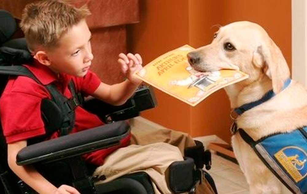 Cães treinados prestam assistência à pessoas com deficiência física