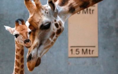 Accesibilidad para Discapacitados en el Zoologico de Guadalajara