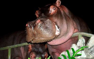 Crianças com deficiência participam do Projeto Zoo Noturno