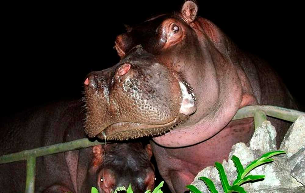 No Projeto Zoo Noturno os jovens puderam ter uma noção das características físicas dos animais por meio do toque, do cheiro e do som