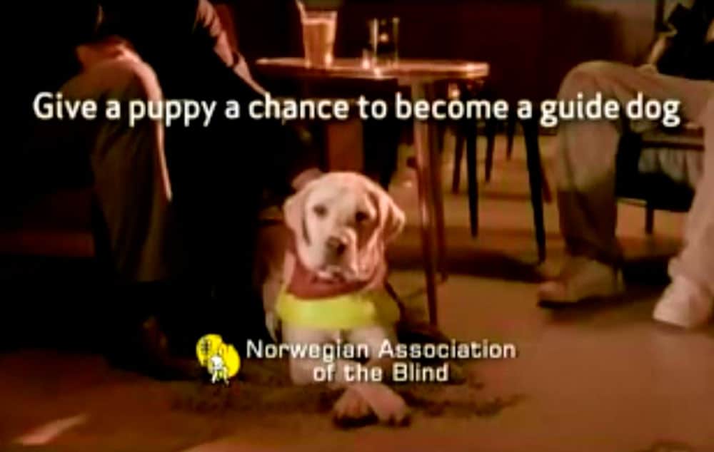 'Give a puppy a chance to become a guide dog' is the message at the end of video