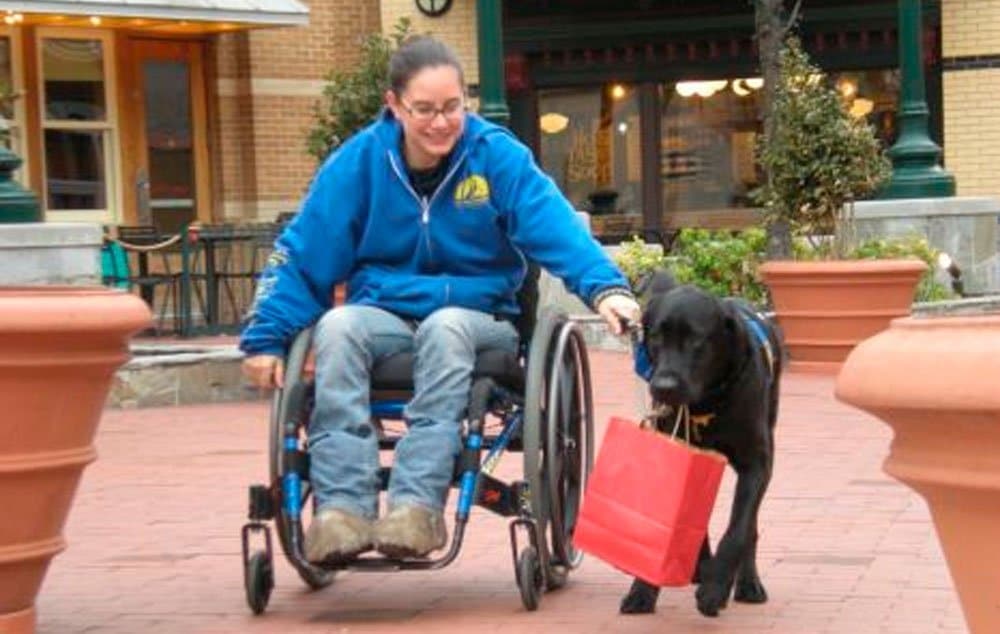 Canine Companions Service Dog Caspin pulls Wallis’ manual wheelchair while carrying a recent purchase.