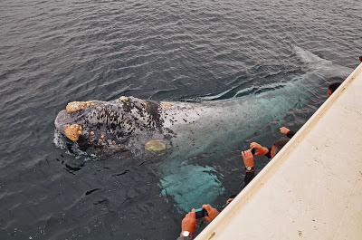Dizem que baleias e outros animais marinhos se aproximam do barco, atraídos pelas pessoas com deficiência