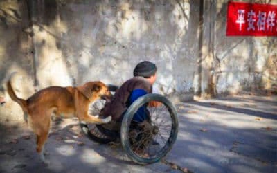 Cadela aprende a empurrar cadeira de rodas do dono, que perdeu o movimento das pernas