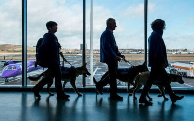 Edinburgh Airport hosts guide dog training day