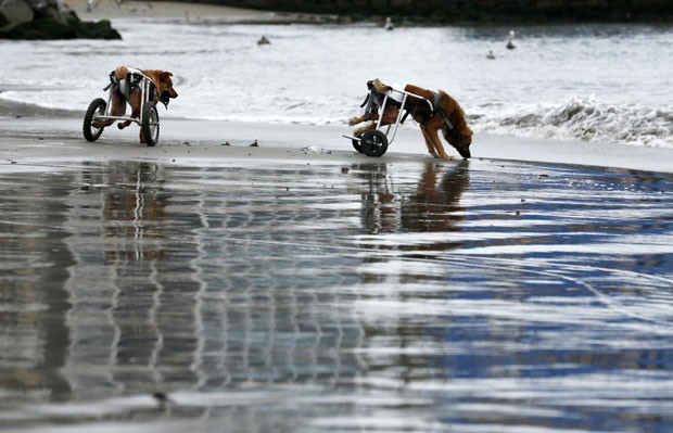 Cães paraplégicos andam de cadeira de rodas em praia de Chorrillos, na região de Lima, no Peru, em foto de 7 de setembro (