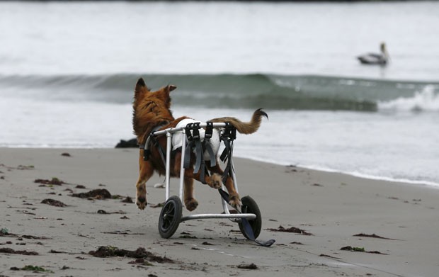 Cão paraplégico anda de cadeira de rodas em praia de Chorrillos, na região de Lima, no Peru, em foto de 7 de setembro