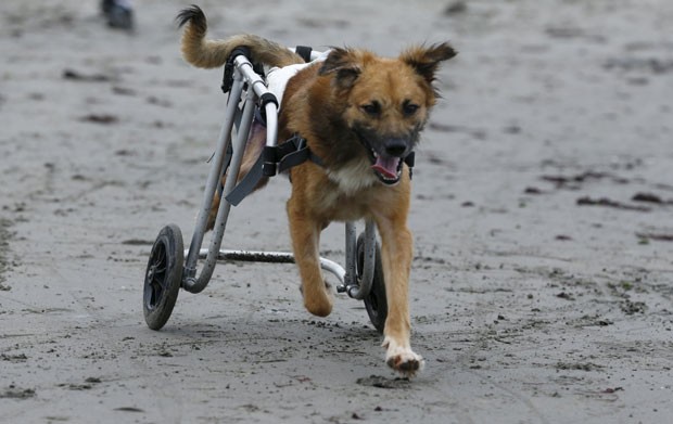 Cão paraplégico anda de cadeira de rodas em praia de Chorrillos, na região de Lima, no Peru.